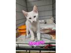 Adopt Wagoo a Domestic Medium Hair