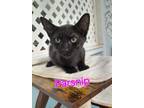 Adopt Parsnip a Domestic Short Hair