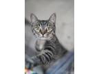 Adopt Pip a Domestic Short Hair