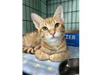 Adopt Troy a Domestic Short Hair