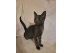 Adopt Reggie a Domestic Short Hair