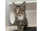 Adopt Aloe Vera a Domestic Short Hair
