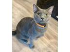 Adopt Christian a Domestic Short Hair