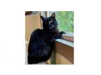 Adopt Legend a Domestic Medium Hair