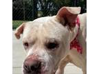 Adopt Banks a Pit Bull Terrier, Boxer