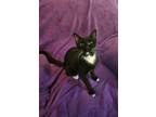 Adopt Domino a Domestic Short Hair