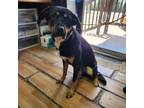 Adopt Mac a Rottweiler, Shepherd