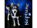 Adopt Neptune a Husky