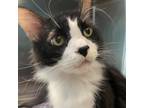 Adopt Guitar a Domestic Short Hair