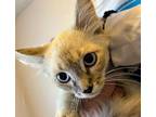Adopt Ghost a Domestic Short Hair, Siamese