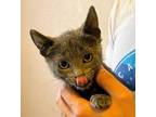 Adopt Habanero a Domestic Short Hair
