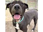 Adopt Kodiak a Labrador Retriever