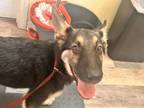 Adopt Donny a German Shepherd Dog