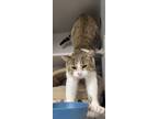 Adopt Dmitri a Domestic Short Hair
