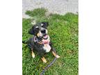 Adopt Eugene a Bluetick Coonhound