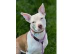 Adopt Boscoe a Pit Bull Terrier
