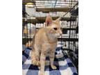 Adopt Brayden a Domestic Short Hair