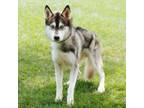 Adopt Hiei a Husky