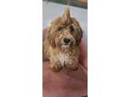 Adopt Muttineer #7904 a Bichon Frise, Poodle