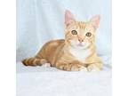 Adopt Timmy a Domestic Short Hair