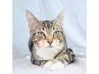 Adopt Billy a Domestic Short Hair