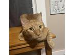 Adopt Sampson a Domestic Short Hair