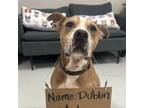Adopt Dublin a Staffordshire Bull Terrier