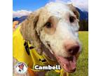 Adopt Cambell a Standard Poodle, Mixed Breed