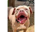 Adopt Roman a American Bully