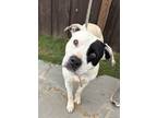 Adopt Bingo a Mixed Breed