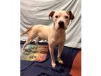 Adopt Kendall a Mixed Breed