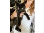 Adopt Bruce Almighty a Domestic Medium Hair
