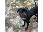Adopt Goliath a Cane Corso