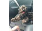 Adopt Melvin a Havanese, Shih Tzu