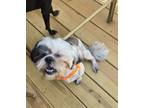 Adopt Frodo a Shih Tzu