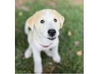 Adopt Alvin a Anatolian Shepherd