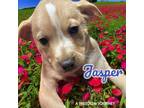 Adopt Jasper Johnny a Feist, Border Collie