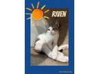 Adopt Riven a Tabby