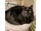 Adopt Finn a Domestic Long Hair