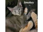 Adopt Smokey a Domestic Short Hair