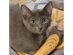 Adopt Bear a Domestic Short Hair
