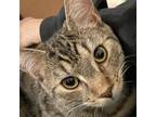 Adopt Frank a Domestic Short Hair