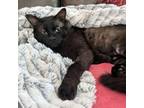 Adopt Granger a Domestic Short Hair