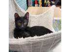 Adopt Keytone a Domestic Short Hair
