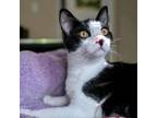 Adopt Vincent a Domestic Short Hair