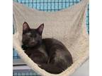 Adopt Glucose a Domestic Short Hair