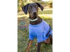 Adopt Kai a Doberman Pinscher, Catahoula Leopard Dog