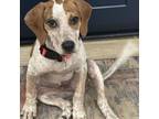 Adopt Jude a English Coonhound