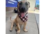 Adopt Reginald a Labrador Retriever