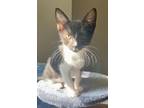 Adopt Gio a American Shorthair